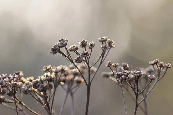 Tanaisie sèche dans le brouillard matin en plein air . — Photo