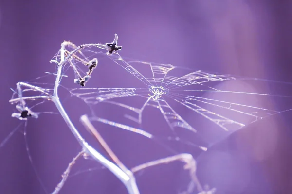 White spider web isolated on the purple background