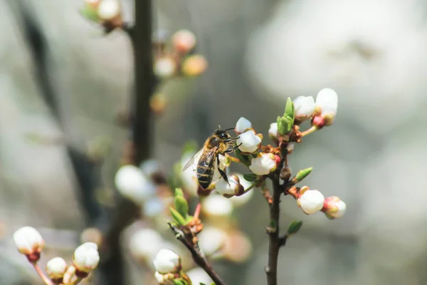 Μέλι μέλισσα μαζεύοντας γύρη από τα λουλούδια εξωτερική. — Φωτογραφία Αρχείου