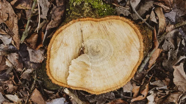 Vista superior de un tocón de árbol caído en un bosque —  Fotos de Stock