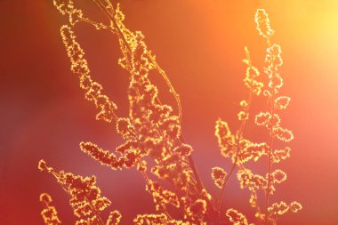 Altın güneş ışığıyla aydınlatılmış vahşi bitkiler.