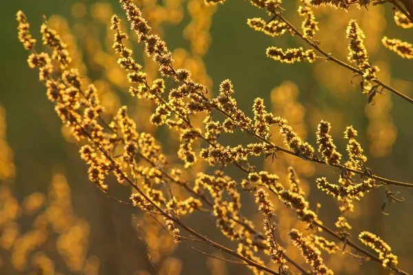 Wild plants with backlit in golden sun light. — Stock Photo, Image