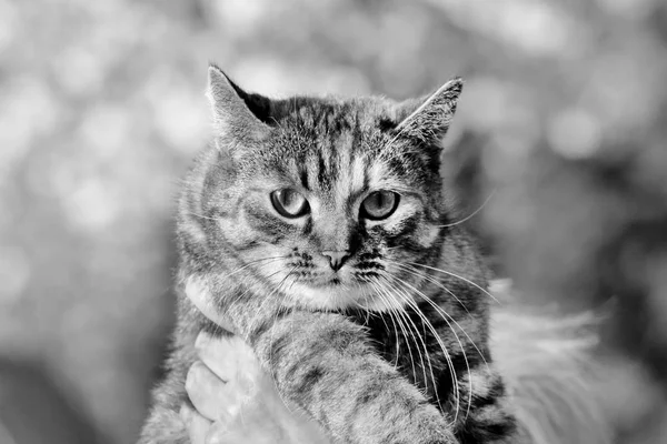 Retrato preto e branco de um gato despojado doméstico em mãos de proprietário . — Fotografia de Stock