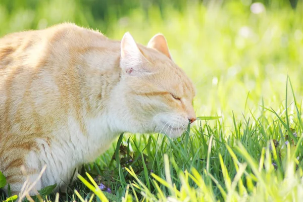 Ginger gato cheirando grama primavera verde e fresco — Fotografia de Stock
