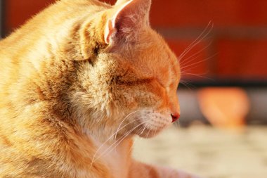 Kapalı gözlü zencefilli bir kedi profili. Rahatlatıcı ve boş zaman kavramı.
