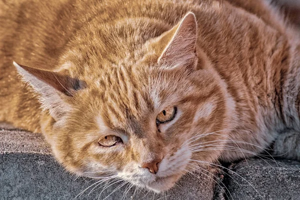 Элегантный рыжий кот расслабляется на каменной плитке — стоковое фото