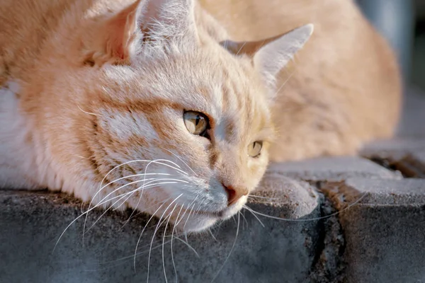 Элегантный рыжий кот расслабляется на каменной плитке — стоковое фото