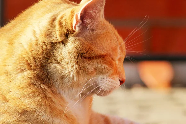 En profil av en ingefära strippad katt med slutna ögon. Koncept för avkoppling och fritid. — Stockfoto