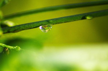 Yağmurdan sonra yapraküzerine su damlaları
