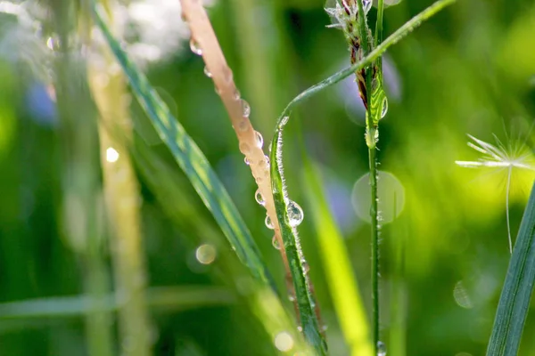 Drops of water on the grass and plants after the rain