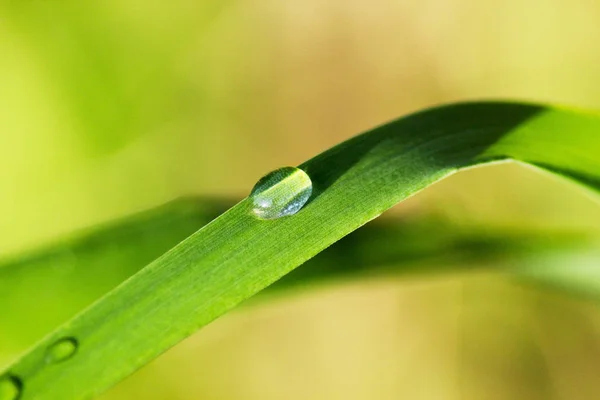 Красива крапля води на зеленому листі після дощу — стокове фото