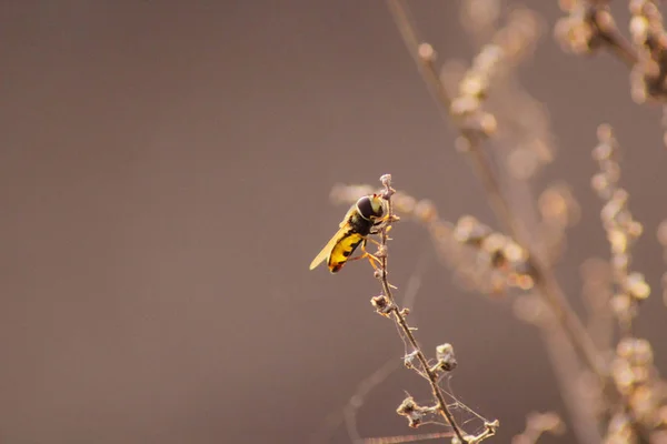 Hoverfly na roślinę wyizolowaną na brązowym tle — Zdjęcie stockowe