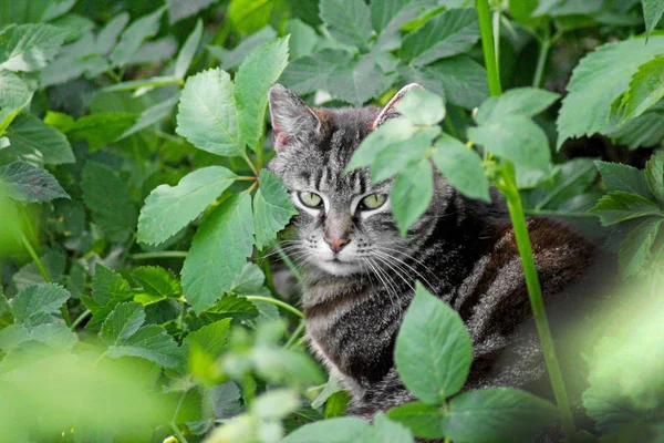 Ritratto di gatto tabby seduto nell'ortica . — Foto Stock