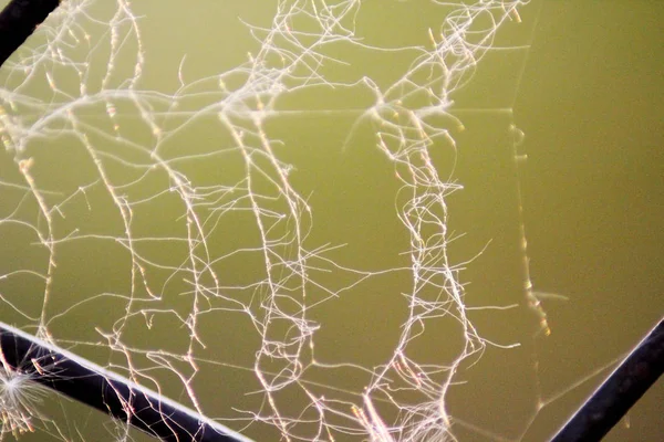 거미줄이 찢어져 — 스톡 사진