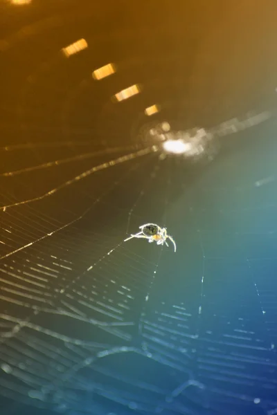 Αράχνη Στο Διαδίκτυο Απομονώθηκε Μπλε Φόντο Την Ηλιόλουστη Μέρα Πορτρέτο — Φωτογραφία Αρχείου