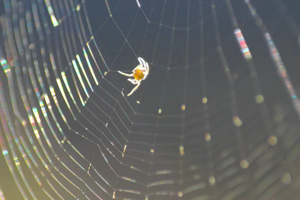 Aranha Teia Isolada Fundo Azul Dia Ensolarado — Fotografia de Stock