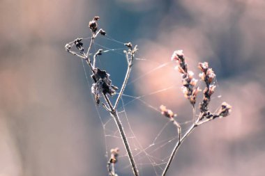 Kuru bir bitki üzerinde güzel bahar örümcek ağı. Güneş parlama bulanıklık bokeh. Tonlu arka plan yay, seçici odak.