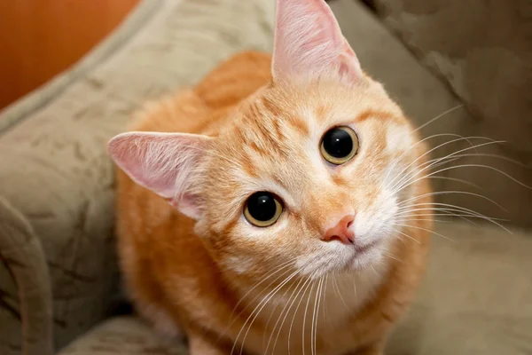 Portrét Červené Tabby Kočky Zírá Kamery — Stock fotografie