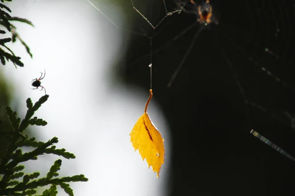 Yellow Autumn Leaf Hanging Thread Spiderweb Spiders Branch Green Fir — Stock Photo, Image