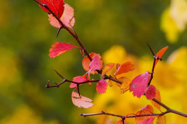 Rode Herfst Bladeren Geïsoleerd Achtergrond Van Natuur — Stockfoto
