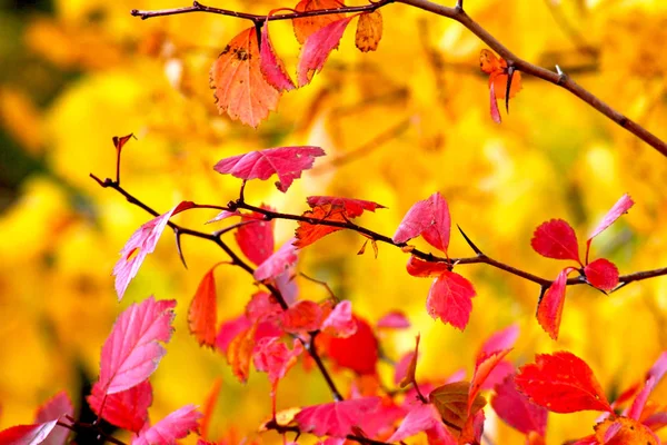 Fond Abstrait Belles Feuilles Rouges Automne Colorées — Photo