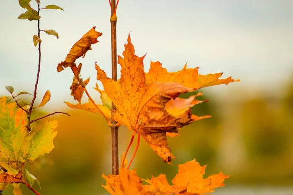 Herfstbladeren Natuur Herfstdag Met Onscherpe Achtergrond — Stockfoto