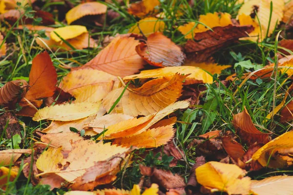 Gevallen Herfstbladeren Het Groene Gras — Stockfoto