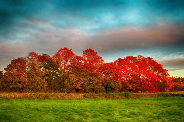 Dramatyczna Scena Jesienna Kolorowymi Drzewami Pod Burzliwymi Chmurami — Zdjęcie stockowe