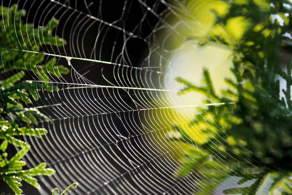 Teia de aranha em pinheiro close-up . — Fotografia de Stock