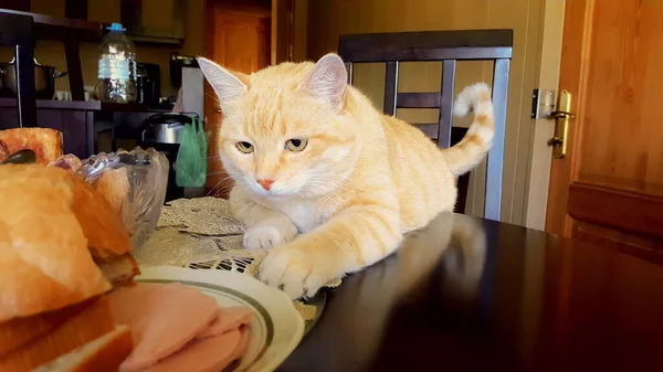 Śmieszny Czerwony Kotek Tabby Próbuje Sięgnąć Kiełbasę Talerzu — Zdjęcie stockowe