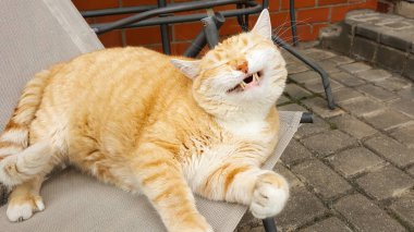 Komik kedi gülüyor. Ginger çizgili kedi arka bahçede sandalyeye uzanmış ve gülümsüyor. Keyfi yerinde bir kedi..