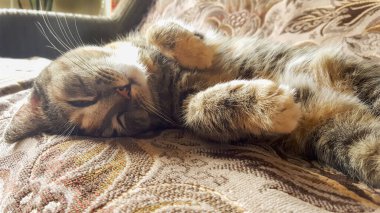 Kanepede uyuyan tekir kedinin portresi..