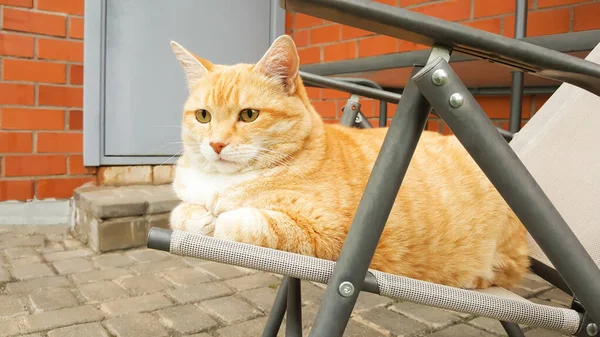 Ginger Tabby Katze Liegt Auf Dem Stuhl Und Schaut Hinterhof — Stockfoto