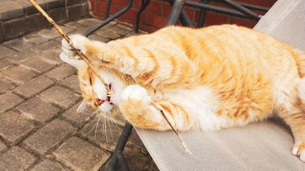 Giocoso Gatto Zenzero Bianco Tabby Sdraiato Sulla Sedia All Aperto — Foto Stock