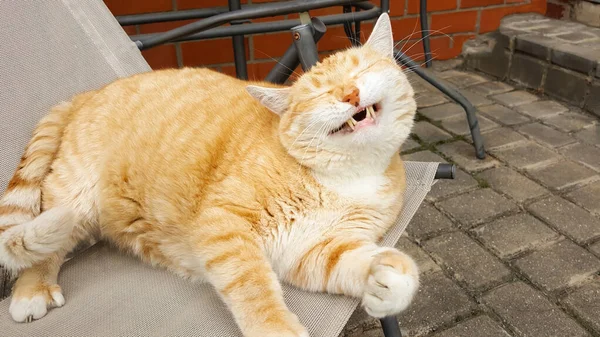 Lustigt Kattskratt Ingefärsrandig Katt Liggande Stolen Trädgården Och Leende Katt — Stockfoto