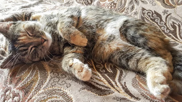 Портрет Табби Кошки Спящей Диване — стоковое фото