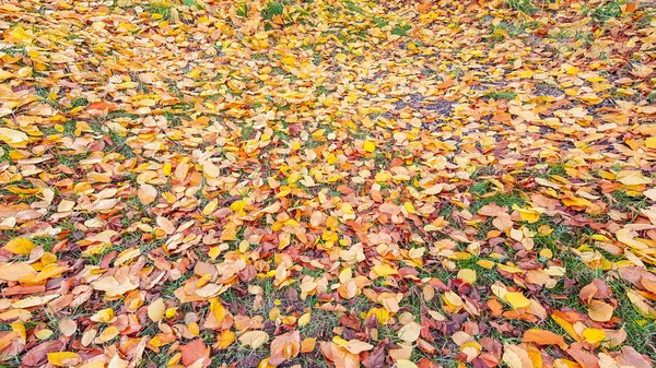 Осенние Листья Земле Текстура Фон — стоковое фото