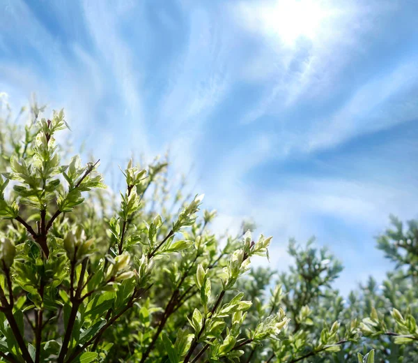 Plantes Vertes Atteignant Soleil Baignant Dans Lumière Soleil Que Printemps Photos De Stock Libres De Droits