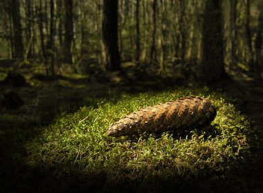 Pine Cone, İskandinav ormanının derinliklerinde bir parça yosun üzerinde yatıyor. Bir ışık hüzmesi, saklı bir hazine gibi görünen koniyi aydınlatmak için yaprakların arasından geçer..