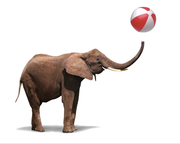 Boldog Vidám Elefánt Lengeti Törzsét Fürdeti Labdát Tiszta Öröm Játékosság Stock Kép