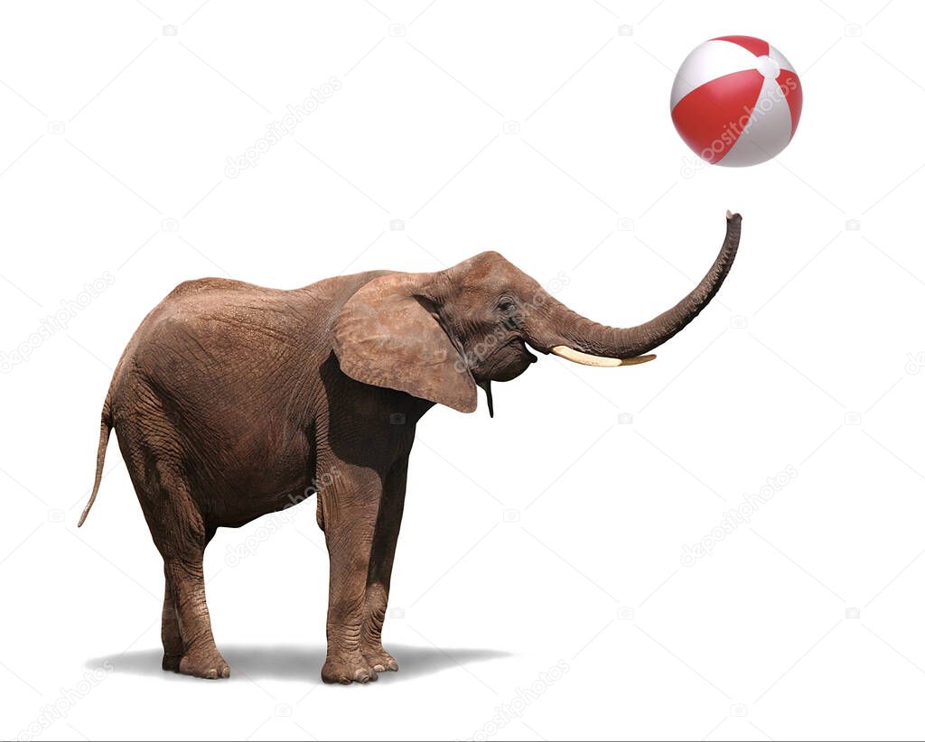 Happy joyful elephant swinging his trunk trowing a bath ball in pure joy and playfulness, isolated on white background. Symbol for happy funny animals and joyful cheerful celebrations. 