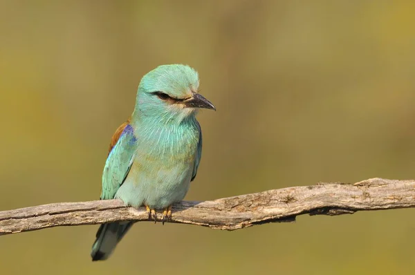 Scharrelaar Zat Een Tak Met Ongericht Achtergrond — Stockfoto