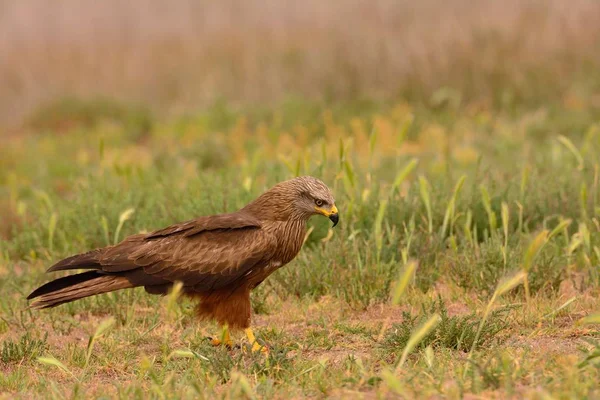 Cometa Negra Milvus Migrans Posado Campo —  Fotos de Stock