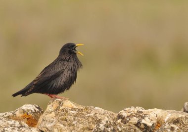 Kahverengi zemin taşla lekesiz starling tünemiş.