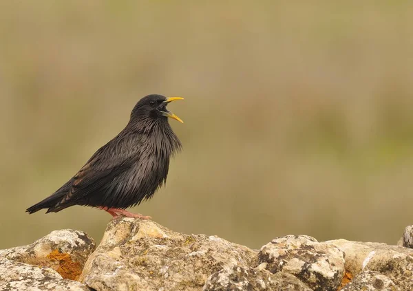 Étourneau Immaculé Perché Sur Une Pierre Fond Brun — Photo