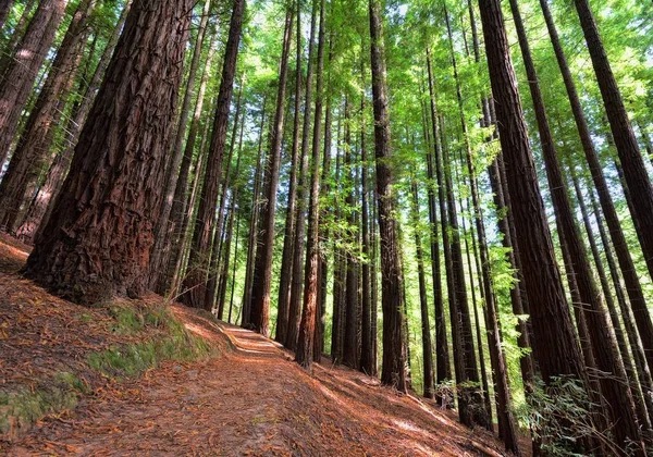 Sequoias Cabezón Sal Spanien Visa Underifrån Naturlig Monument Den Sequoias Royaltyfria Stockfoton