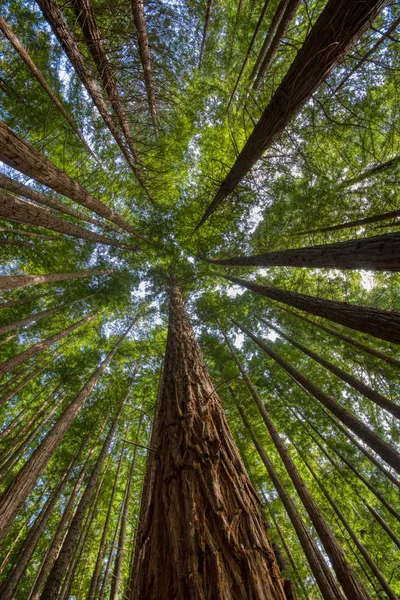 Sequoias Cabezón Sal Spanien Visa Underifrån Naturlig Monument Den Sequoias Stockfoto