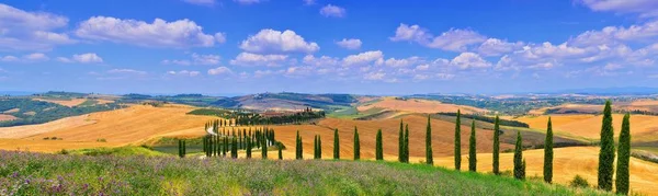 Toscana Italien Juli 2018 Cypressträ Och Äng Med Typiskt Tuscanskt Stockbild