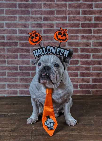 Portret Francuski Bulldog Diadem Krawat Halloween — Zdjęcie stockowe