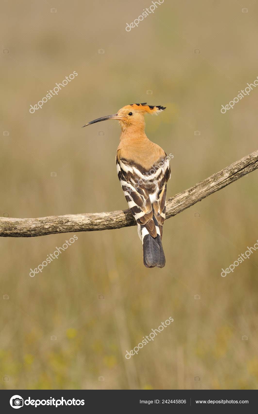 Huppe Fasciée Eurasienne Upupa Epops Bel Oiseau Brun Percher